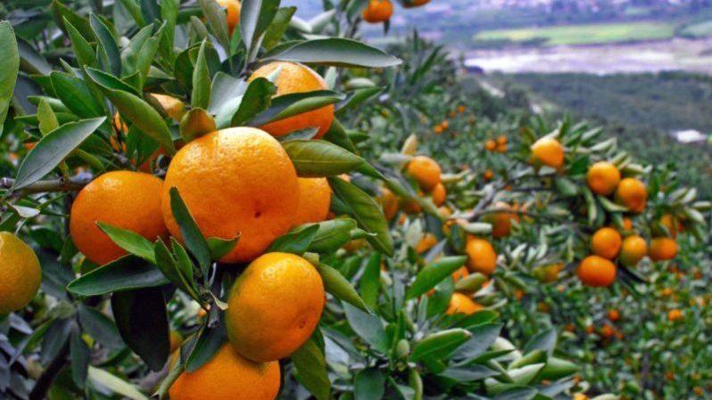 ციტრუსის ექსპორტით საქართველომ $12 მლნ-ის შემოსავალი მიიღო – სამინისტრო