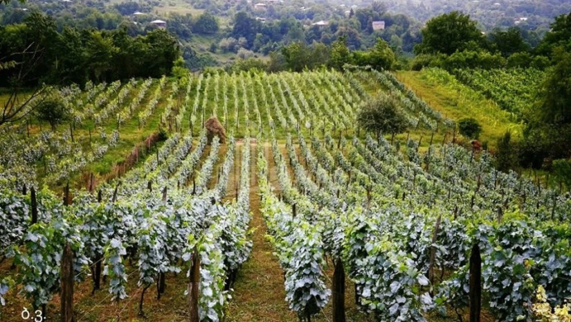 კომერციული ვენახის გაშენების ნებართვის აღება უფასო იქნება – სახელმწიფო მევენახეობის რეგულირებას იწყებს