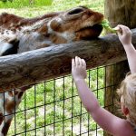 თბილისის ვიცე-მერის თქმით, ზოოპარკის ზღვის ტერიტორიაზე გადატანისთვის ₾7 მლნ გამოიყოფა