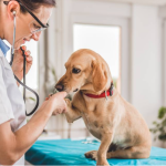 2026 წლიდან ვეტერინარების ლიცენზიის გარეშე საქმიანობა აკრძალულია - სააგენტო