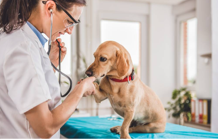 2026 წლიდან ვეტერინარების ლიცენზიის გარეშე საქმიანობა აკრძალულია – სააგენტო