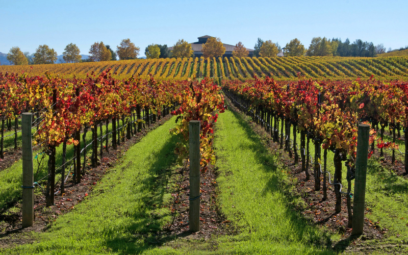 სამეწარმეო ვენახების გაშენებაზე თანხმობა უფასოდ გაიცემა