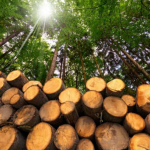 იანვარში ხე-ტყის უკანონოდ მოპოვების 28 ფაქტი გამოვლინდა, მათგან ყველაზე მეტი კახეთში