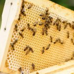 მეფუტკრეობის სექტორში სამუშაო პლატფორმა შეიქმნება - სამინისტრო