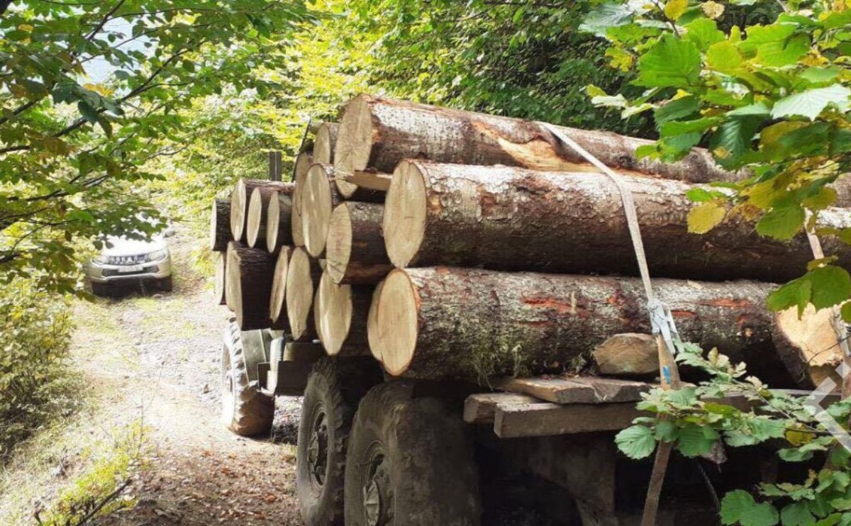 თებერვალში, ხე-ტყის უკანონო მოპოვების 80 ფაქტი გამოავლინეს – სააგენტო