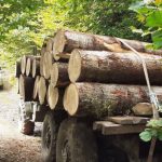 თებერვალში, ხე-ტყის უკანონო მოპოვების 80 ფაქტი გამოავლინეს - სააგენტო