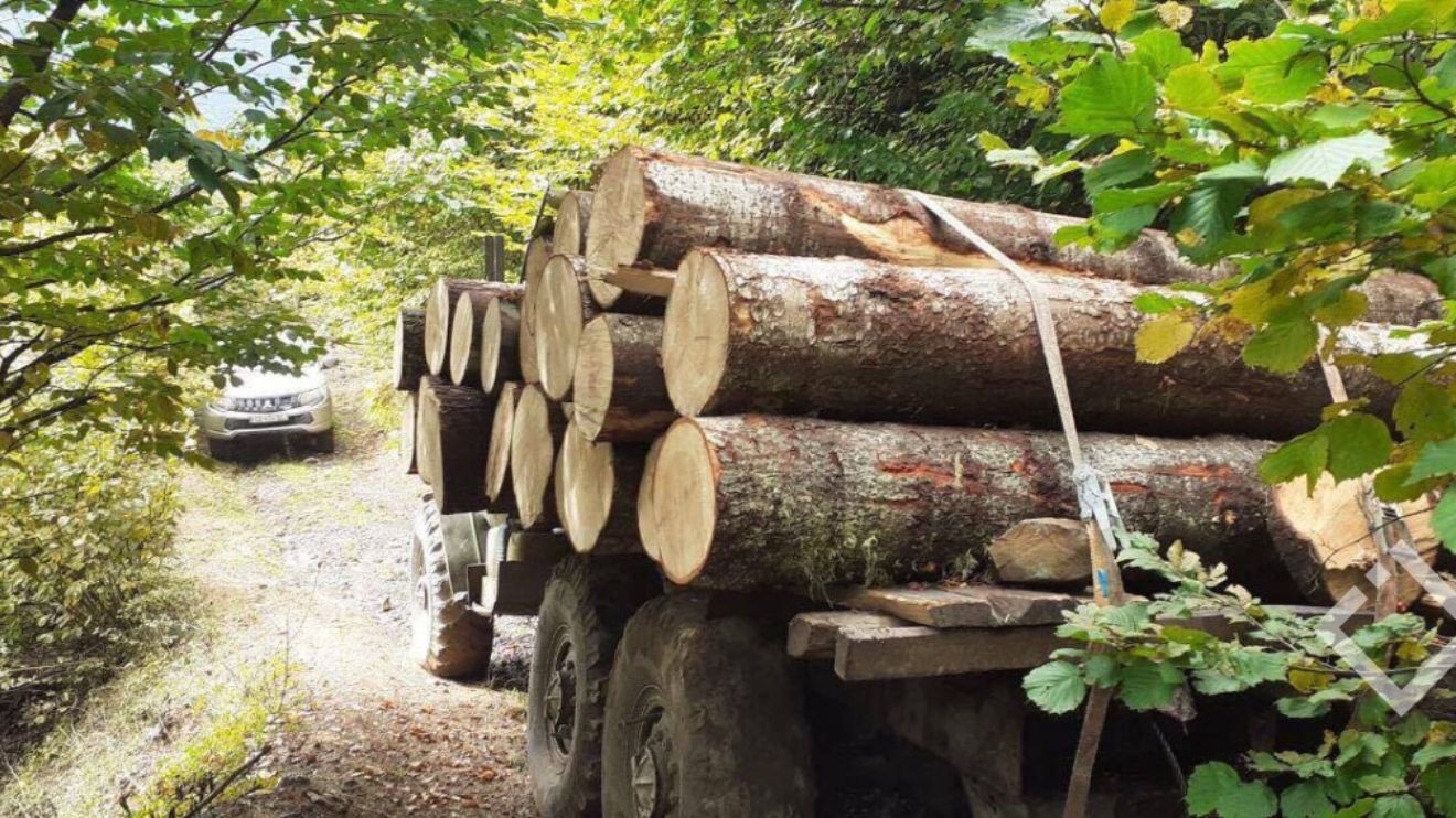თებერვალში, ხე-ტყის უკანონო მოპოვების 80 ფაქტი გამოავლინეს – სააგენტო