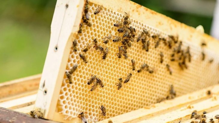 მეფუტკრეობის სექტორში სამუშაო პლატფორმა შეიქმნება – სამინისტრო